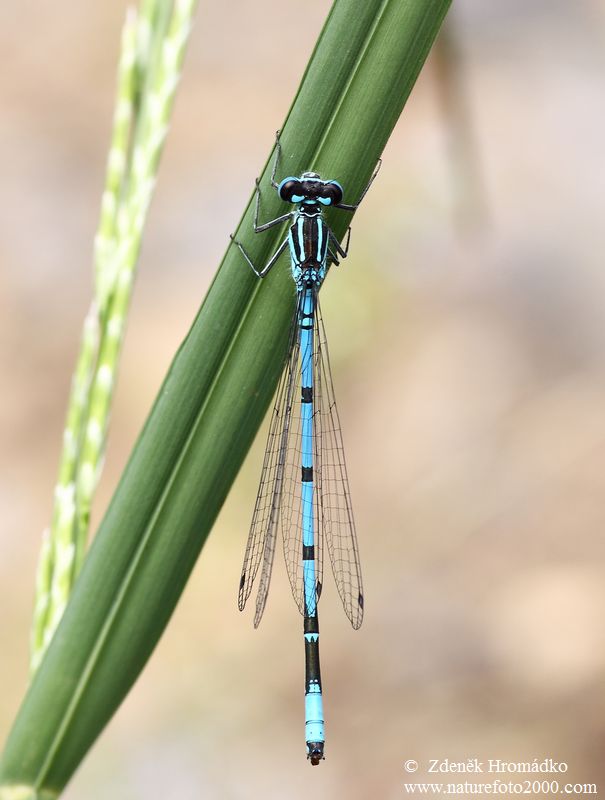 Azure damselfly Bluet, Coenagrion puella (Dragonflies, Odonata)